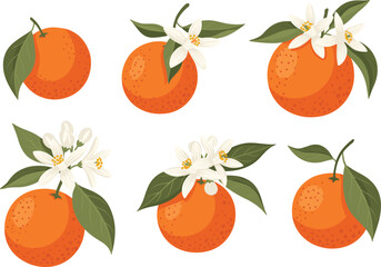 Orange Fruit & Flower Icon Set – Stylized Botanical Illustrations with Leaves, Blossoms, and Textured Citrus