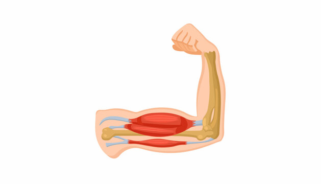 Anatomical illustration of a flexed human arm showing muscles and bones on a white background.