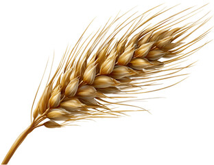 Golden grain ear detail isolated on transparent background
