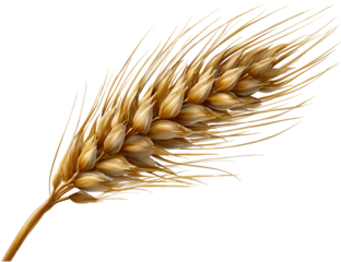 Golden grain ear detail isolated on transparent background