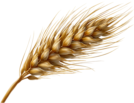 Golden grain ear detail isolated on transparent background