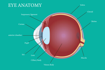 Medical diagram illustrating detailed anatomy of the human eye with labeled structures. eps 10