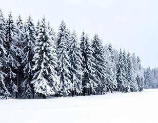 Obraz premium Majestic evergreen trees stand at the edge of a snowy forest, their branches heavily laden with fresh powder in a serene winter landscape