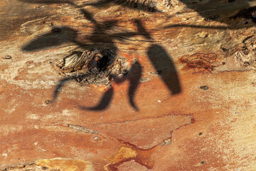 Close-Up of old Tree Trunk with shadows from leaves at sunlight. Minimal aesthetic photo of red orange bark, Abstract Wood Pattern, Beauty in Nature. Beautiful Organic textural wooden background