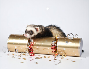A cute and playful ferret popping out of a festive golden Christmas cracker, surrounded by shiny confetti and ribbons on a clean white background