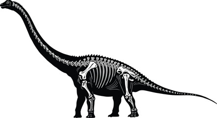 Dinosaur skeleton illustration, prehistoric animal fossil anatomy, detailed sauropod fossil bones structure vector, ancient creature paleontology science drawing for education and museum design © MstBeauti