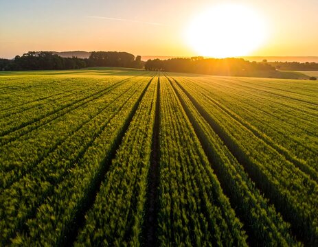 Aerial view of a field at sunrise with parallel rows and golden light