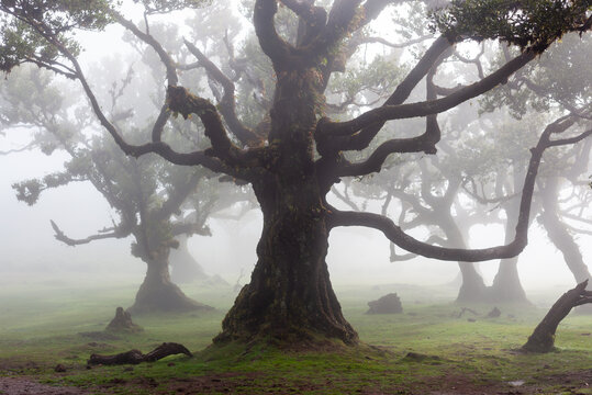 Misty Fanal Forest in Madeira Island, Portugal, with ancient twisted trees shrouded in fog.