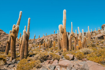 A field of cacti with a clear blue sky in the background