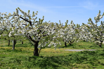 Fototapeta premium リンゴの花