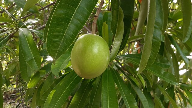 Cerbera manghas or Bintaro fruit on the tree. Commonly known as the sea mango, tangena, Cerbera tanghin.