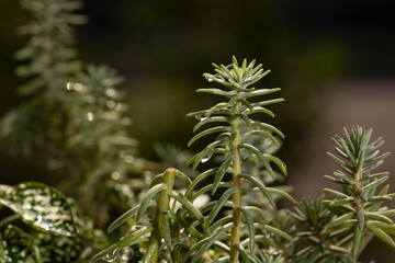 suculenta de hojas verdes carnosas con tallo vertical con gotas de agua 