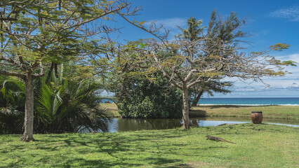 A wild monitor lizard runs across a green lawn to a pond. Tropical trees, palms by the water. The ocean is far away. Blue sky, clouds. Malaysia. Borneo. Kota Kinabalu.