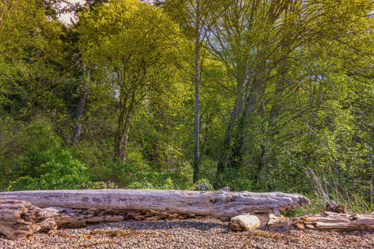 A large, weathered driftwood log rests on a rocky beach in the foreground, with a background of dense, vibrant green deciduous trees lit by sunlight.