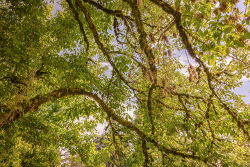 A low-angle view looking up into the canopy of a large tree, with bright green leaves and dark, moss-covered branches backlit by sunlight against a blue sky.
