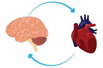 Medical illustration showing brain and heart connection with bidirectional communication arrows