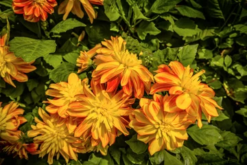 Fototapete Rund Dahlie A top-down, close-up photograph of a cluster of beautiful yellow and orange variegated dahlia flowers in full bloom, surrounded by green leaves.  © Erich