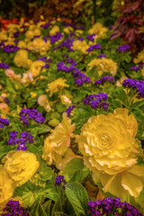 A close-up, low-angle shot of a dense flower bed, featuring large, vibrant yellow begonia flowers and small clusters of purple heliotrope, creating a beautiful color contrast.