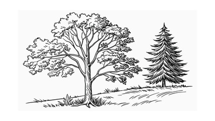 Fototapeta premium Line Drawing of a Large Deciduous Tree and a Pine Tree (11) illustration