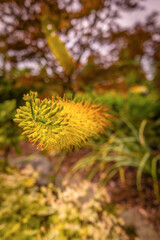 A selective focus, close-up photograph of a unique yellow flower spike, likely a Foxtail Lily (Eremurus), with long orange stamens, against a soft, blurred garden background.