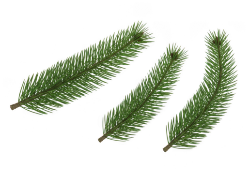 Three green pine needles isolated on transparent background