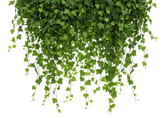 A lush cascade of vibrant green ivy leaves hanging down, isolated on a clean transparent background, creating a natural and fresh botanical element