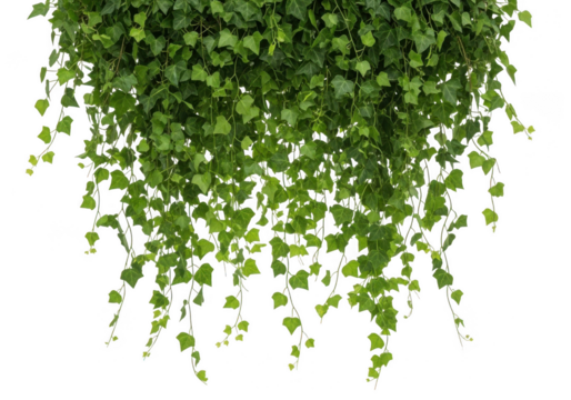 A lush cascade of vibrant green ivy leaves hanging down, isolated on a clean transparent background, creating a natural and fresh botanical element