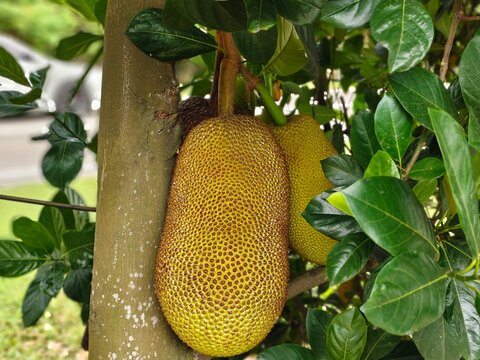 Two large jackfruits hang from a tree trunk surrounded by glossy green leaves, showing their textured yellow-green skin in natural light.