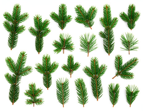 A diverse collection of fresh green pine tree branches and natural elements, meticulously arranged on a crisp white background, perfect for seasonal designs and winter compositions
