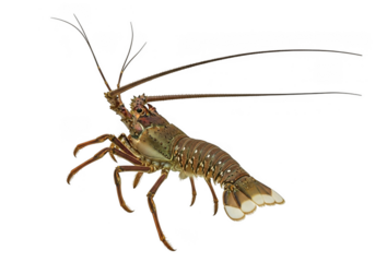 A spiny lobster with long antennae and segmented tail, isolated on transparent background