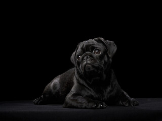 A black Pug lies calmly against a matching black background, creating a striking silhouette. The soft lighting highlights the dog unique facial features and relaxed pose.
