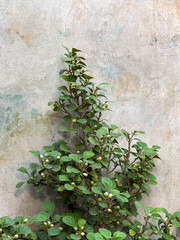 Plant next to the wall