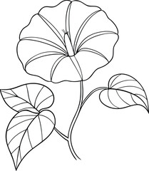 Blooming morning glory flower outline drawing with detailed leaves, creative botanical coloring page art