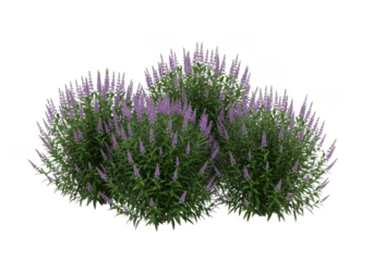 A lush green bush with numerous small purple flowers, isolated on a transparent background