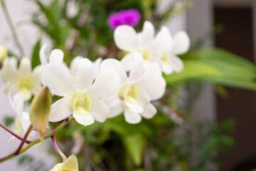 Beautiful Orchid flower blooming in garden floral background