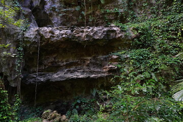 ガンガラーの谷・原生林景観
