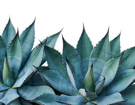 Agave tequilana plant, isolated image - Powered by Adobe