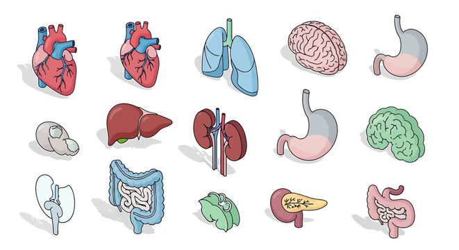 Isometric set of human internal organ icons. A vector collection for medical, scientific, and educational illustrations