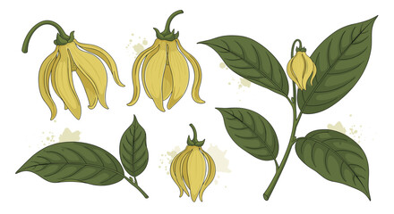 Obraz premium Detailed botanical illustration of Ylang Ylang flowers in various stages of bloom and their accompanying green leaves, set against a subtle splash background.