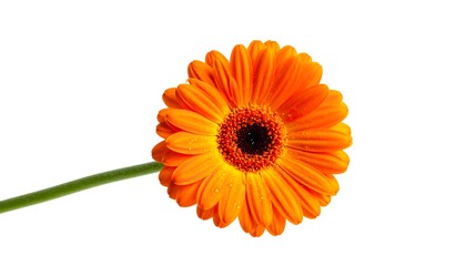 Close-up of a vibrant, orange gerbera daisy in full bloom, with its stem slightly tilted, against a bright white background
