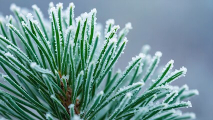 Close-up of vibrant green pine needles covered in sparkling white frost, capturing the serene beauty of a winter morning