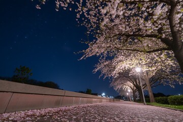 Cherry Blossom Trees Illuminated at Night with Fallen Petals on a Path Keywords: cherry blossom, sakura, night, park, path, walkway, trees, flowers, petals, spring, blooming, nature, dark sky