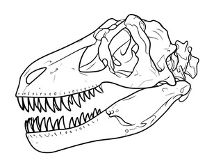 Line drawing of a dinosaur skull, showcasing skeletal structure