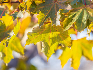 Maple branches with yellow leaves in autumn, in the light of sunset.