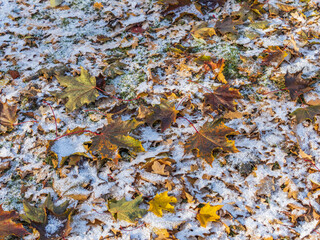 First snow on the green grass and fallen leaves in autumn. Yellow and green fallen leaves on the grass with snow.