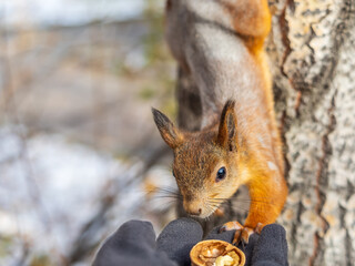 A squirrel in the autumn eats nuts from a human hand. Eurasian red squirrel, Sciurus vulgaris