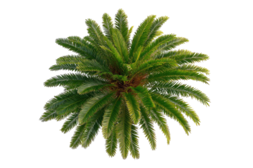 Overhead view of a vibrant palm tree