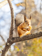 Squirrel sits on a branch in Autumn park