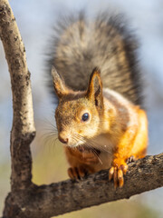 Squirrel sits on a branch in Autumn park