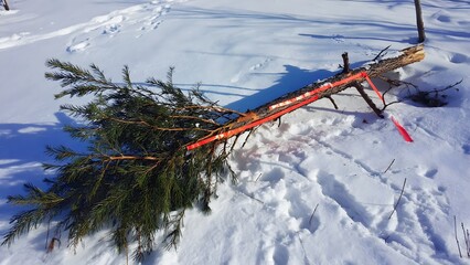 A fallen pine tree branch with red survey tape lies in a snowy winter landscape under bright sunlight